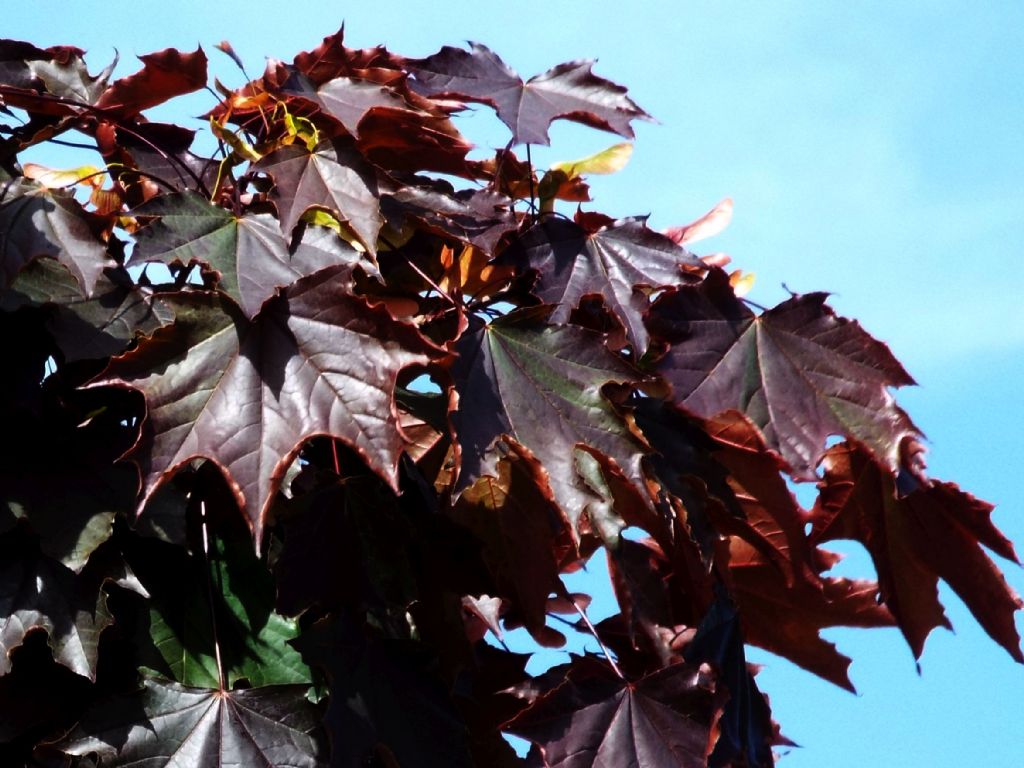 Acero rosso:  quale specie?  -  Cultivar di Acer platanoides